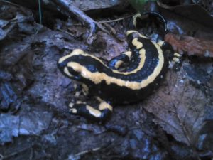 Salamandre tachetée - Salamandra salamandra  Reptiles et Amphibiens de  Nouvelle-Aquitaine - Cistude Nature